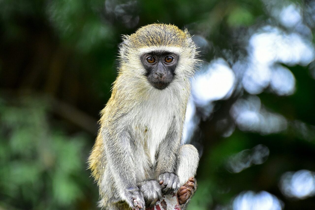 A close-up portrait of a vervet monkey, Bwindi Impenetrable Forest, Uganda, part of a luxury safari holiday.