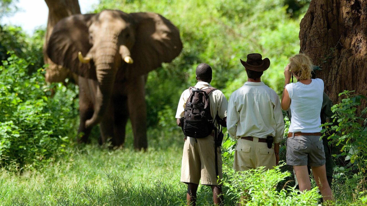 A guide and guests watch an elephant approach on a walking safari, Lower Zambezi, Zambia.