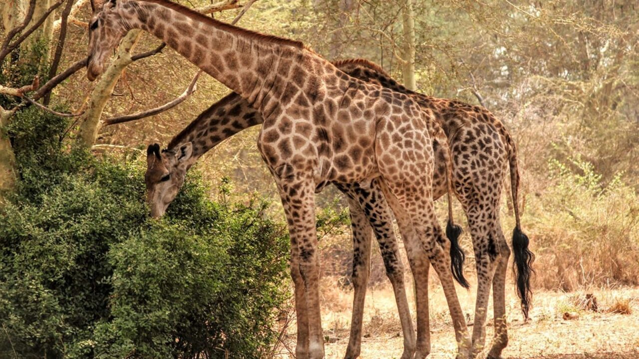 Giraffe browse among the bush on a Malawi safari.