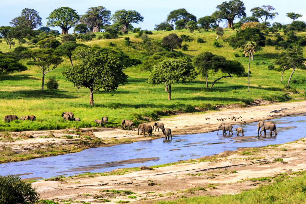 Elephants and other animals cross a river through green savannah, Serengeti National Park, Tanzania.