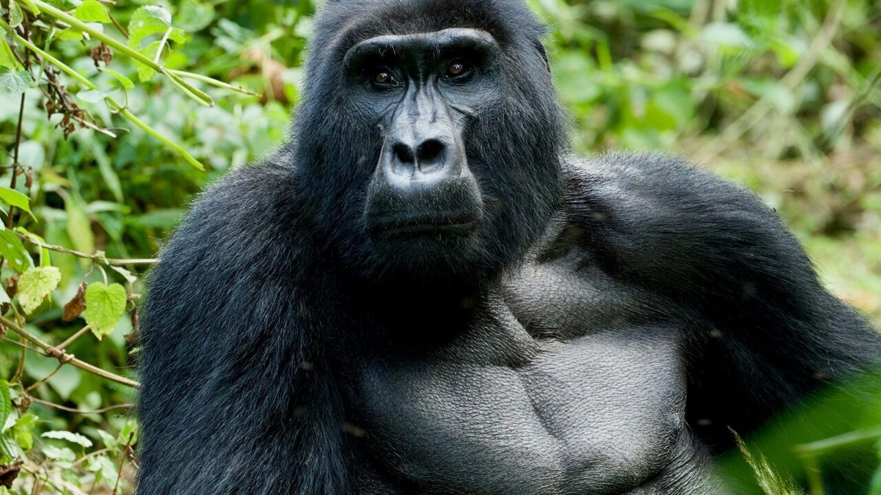 A mountain gorilla looks directly at the camera, Uganda gorilla trekking safari.