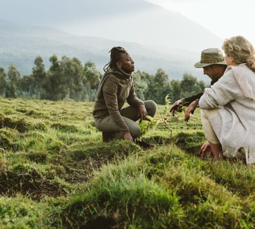 A guide and guests kneel together to plant a tree on misty hillside grassland in Volcanoes National Park, Rwanda.