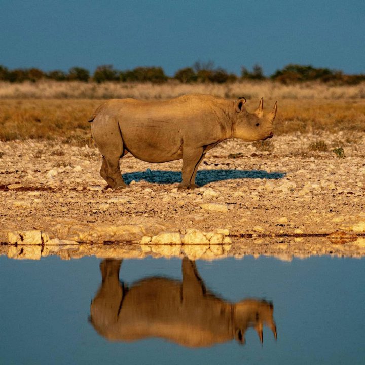 A profile shot of a rhino reflected in water.