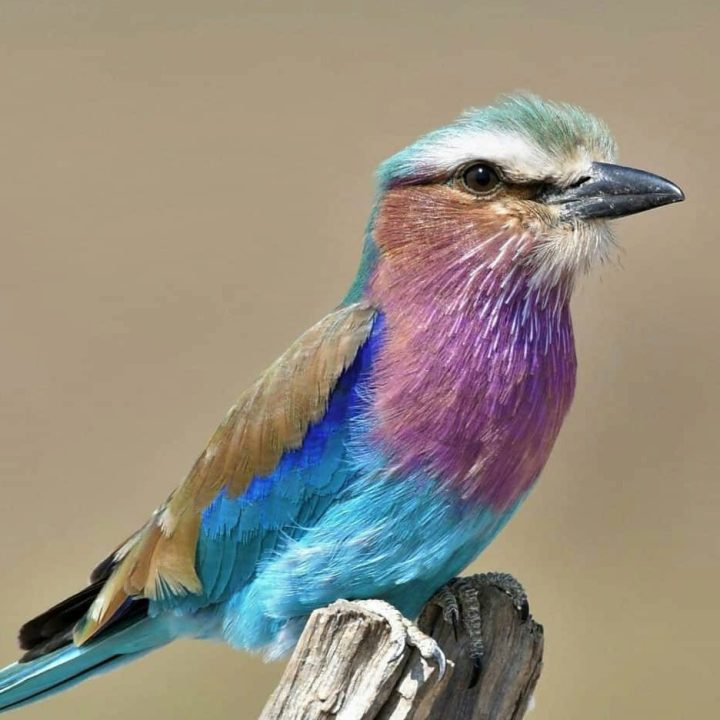 A lilac breasted roller.