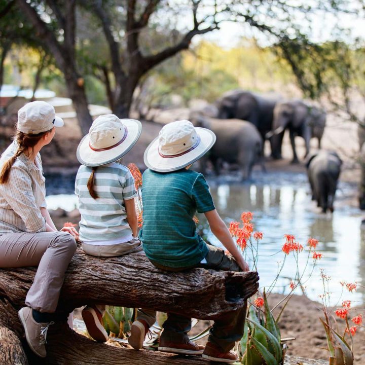 A family sitting watching a family of elephants.