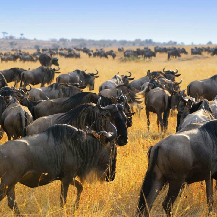 Large herds of wildebeest migrating