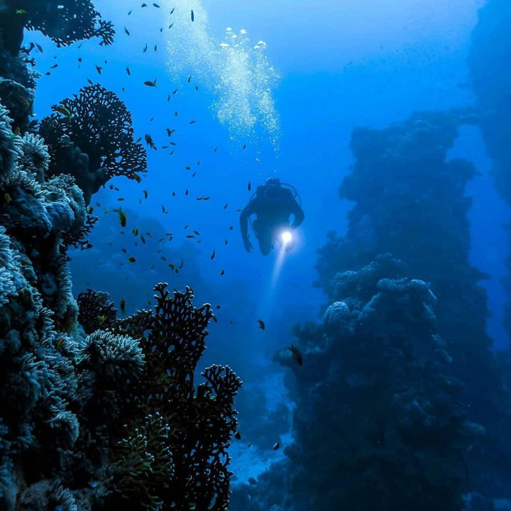 A scuba diver amongst shoals of fish and coral.