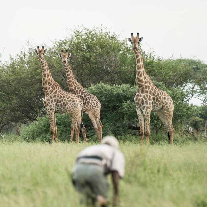 A guide getting close to some giraffes.