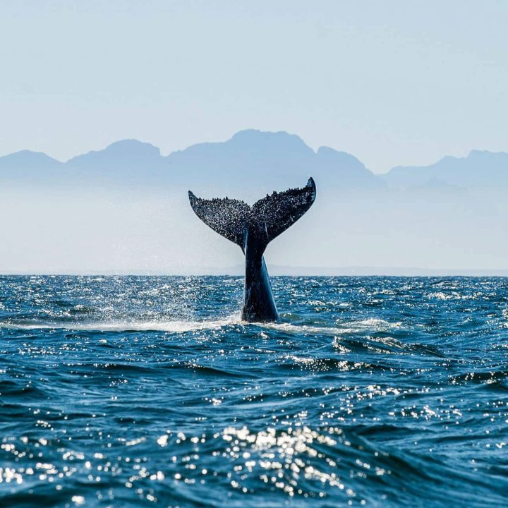 A whale's tail emerging from the sea.