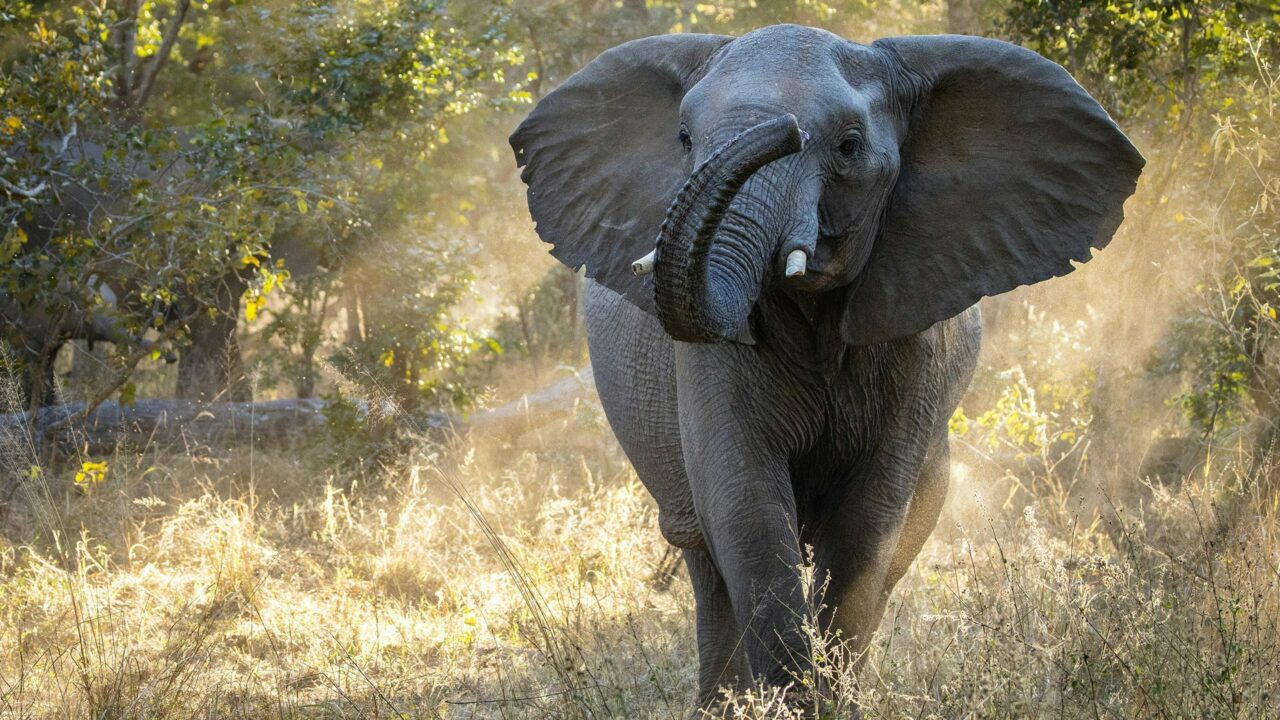 An elephant raises its trunk as it walks through dry grass in dappled sunlight, Hwange National Park, Zimbabwe.