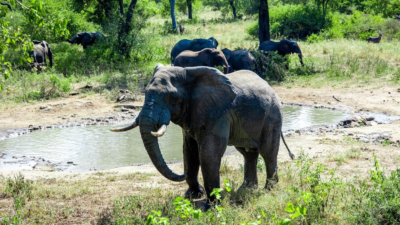 A large elephant with tusks stands by the water with more elephants behind, Majete Wildlife Reserve, Malawi.