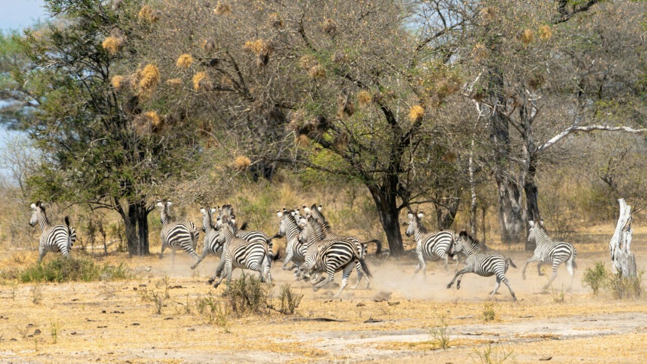 Zebras move across dry ground between bare trees in Nyerere National Park, Tanzania.