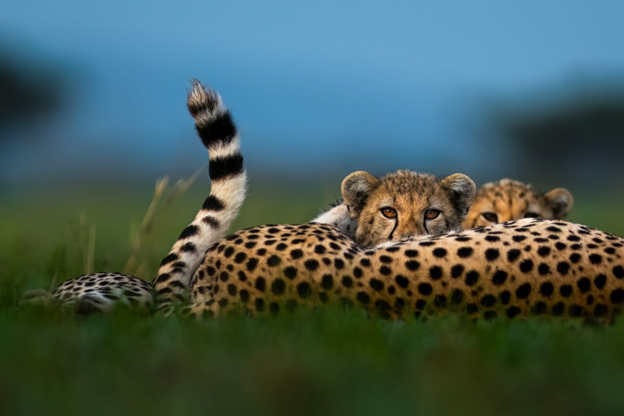 Two cheetahs rest together in green grass, one peering over its sibling's back with tail raised
