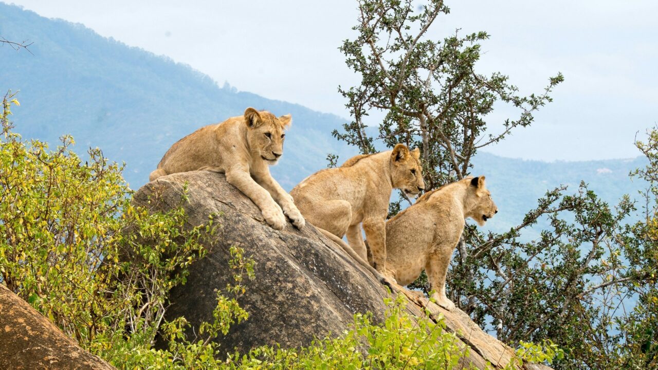 Three lionesses watch the valley from a granite outcrop above the bush, Tsavo, Kenya.