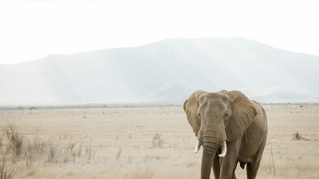A lone elephant walks across a pale, dry plain with hills in the distance, Tsavo, Kenya, on a luxury safari holiday.