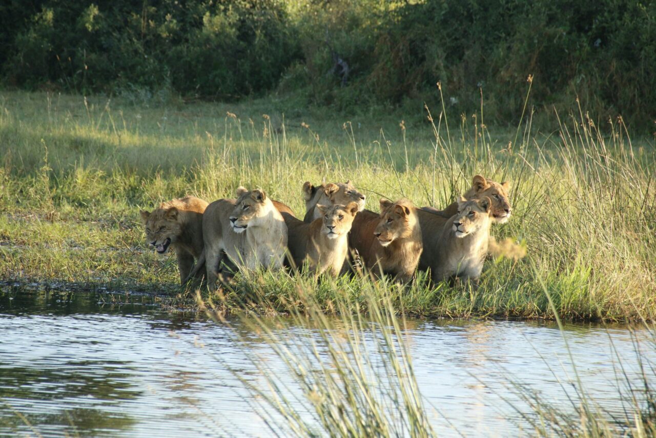Lions rest by the water's edge in the Okavango Delta, a honeymoon safari, Botswana.