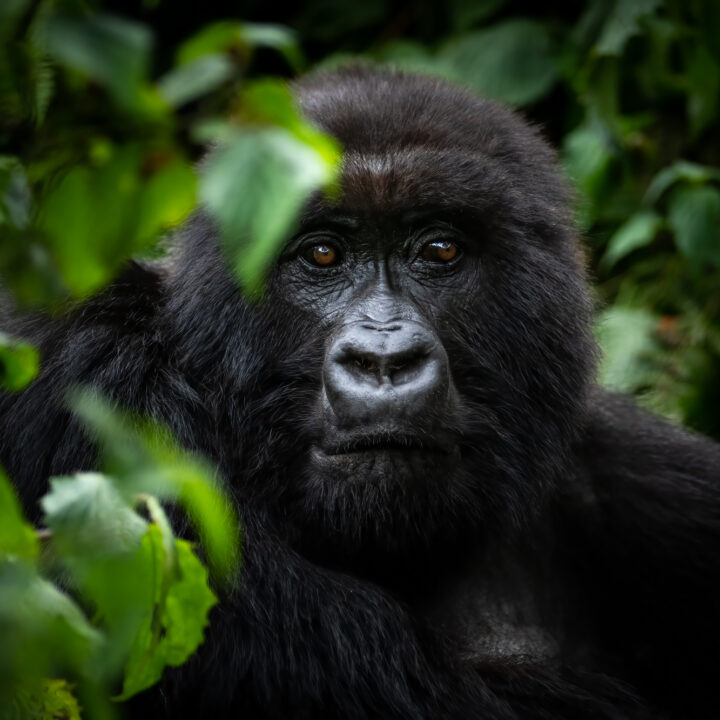 Close portrait of a gorilla framed by green leaves, Volcanoes National Park, Rwanda.