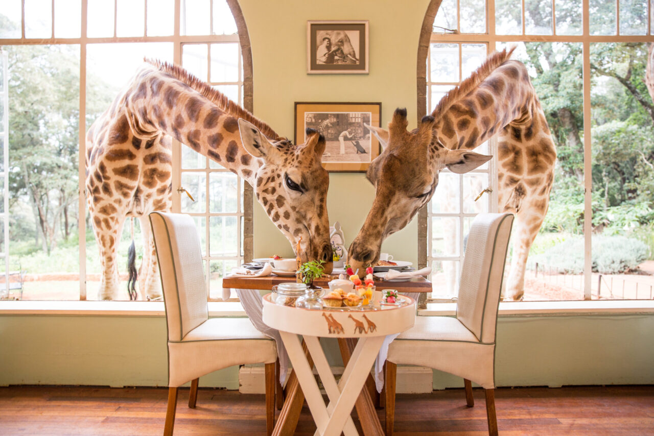 Guests enjoy breakfast on the manor terrace as giraffes reach in for a visit, Giraffe Manor, Kenya.