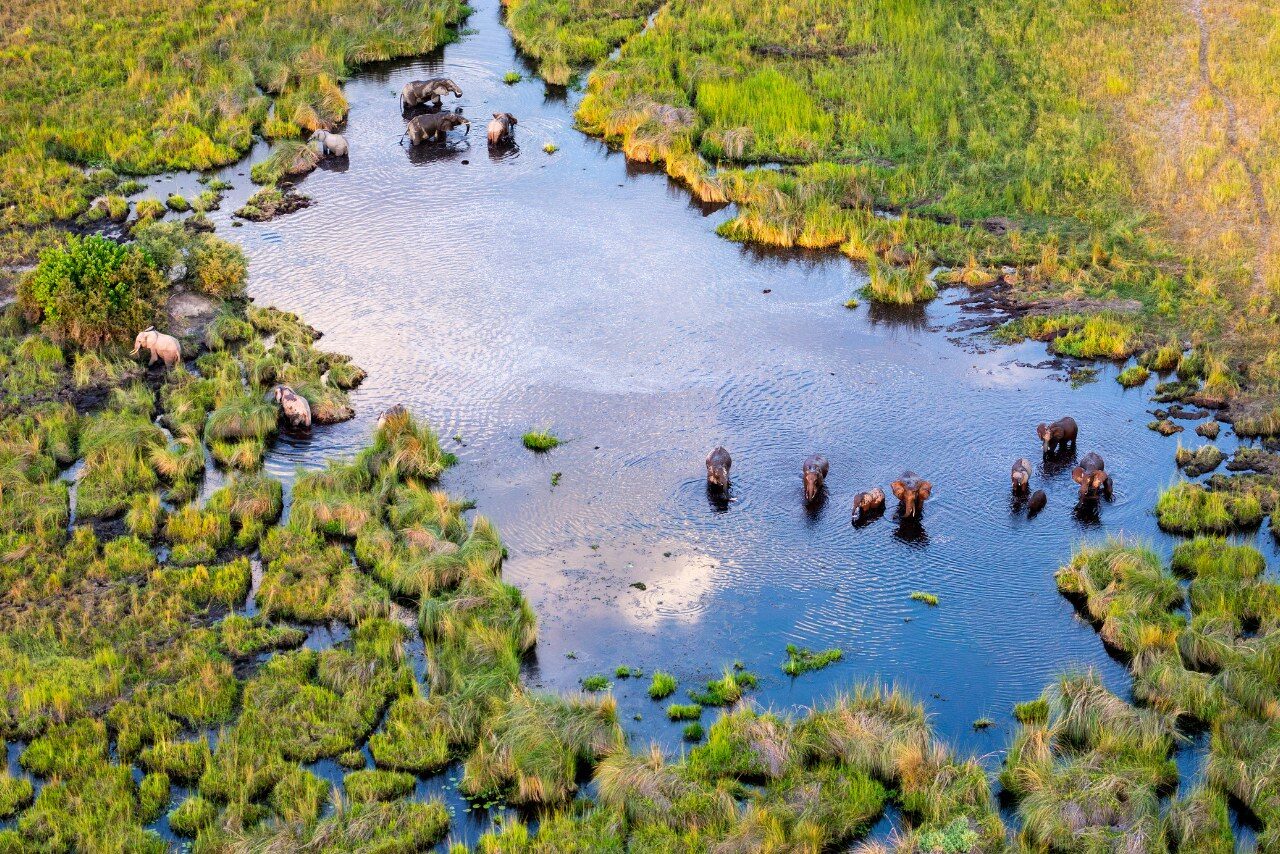 Okavango Delta Elephants - Top Safari Experiences