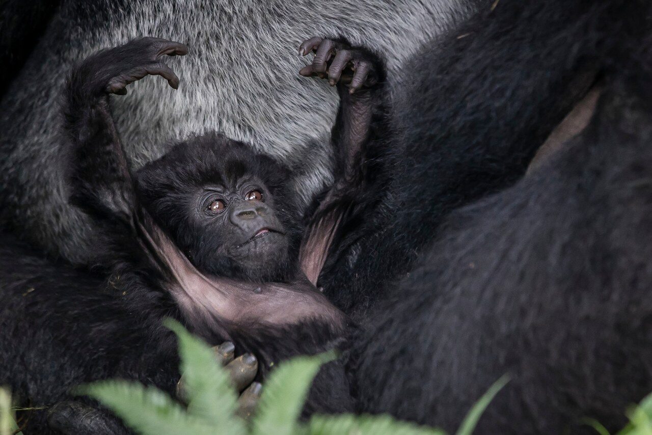 Rwanda Gorilla Trekking - Top Safari Experiences