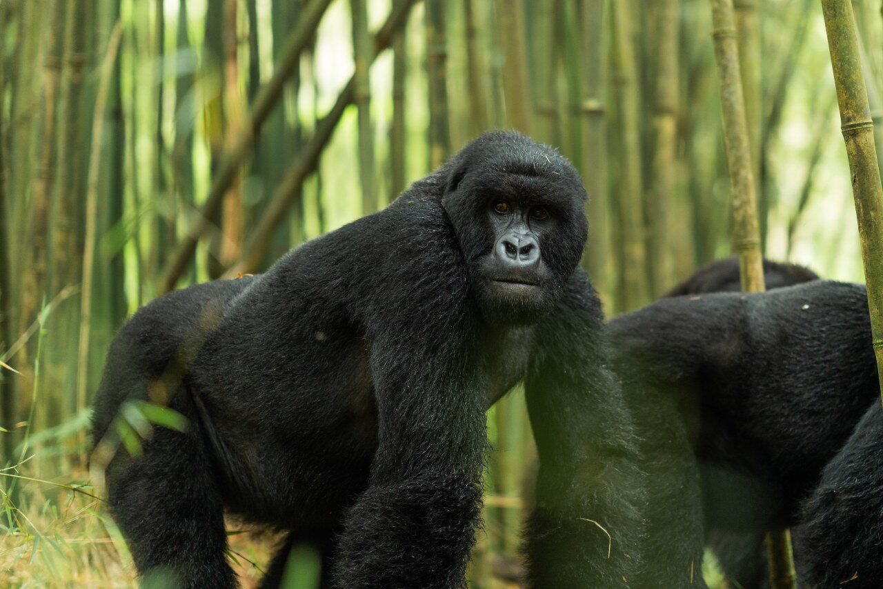 Rwanda Gorilla Trekking - Top Safari Experiences
