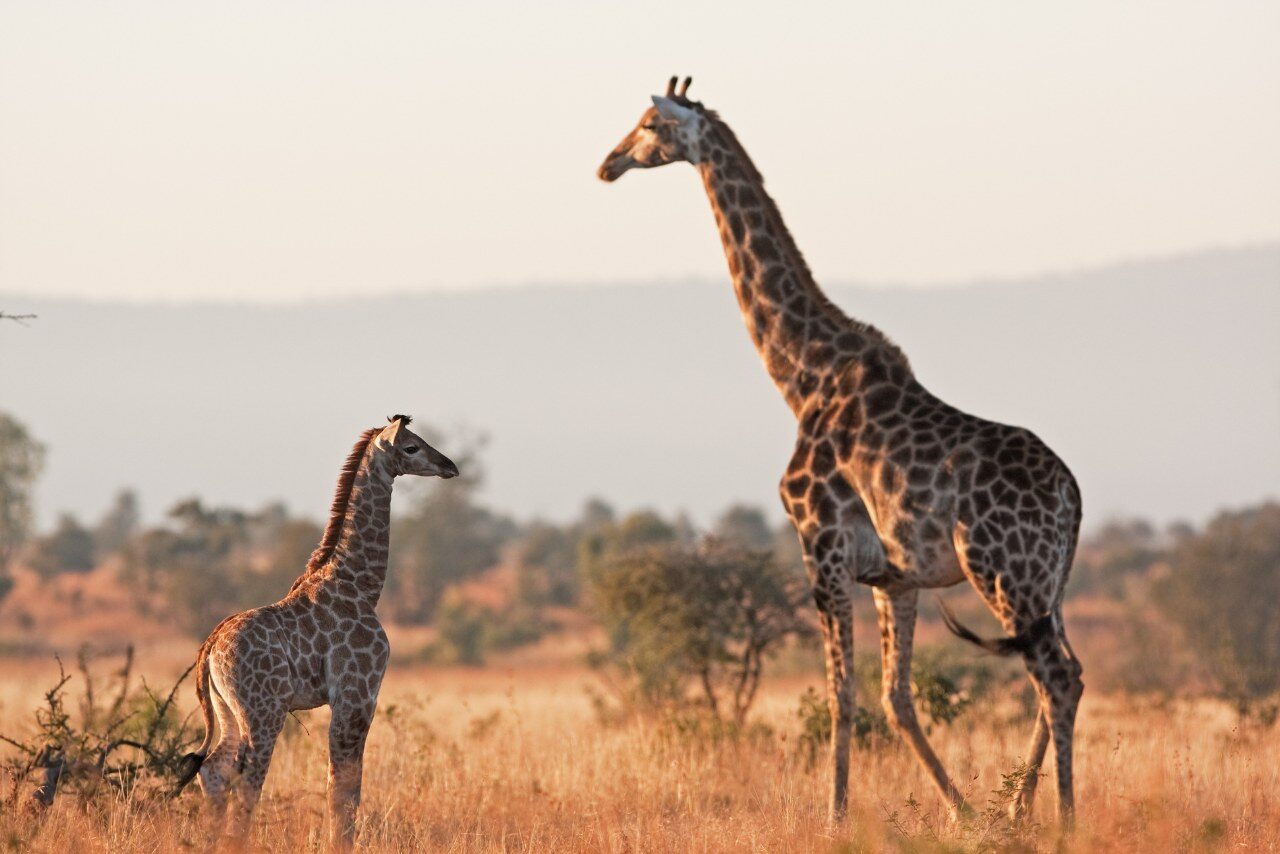 Sabi Sands Giraffes - Kruger National Park