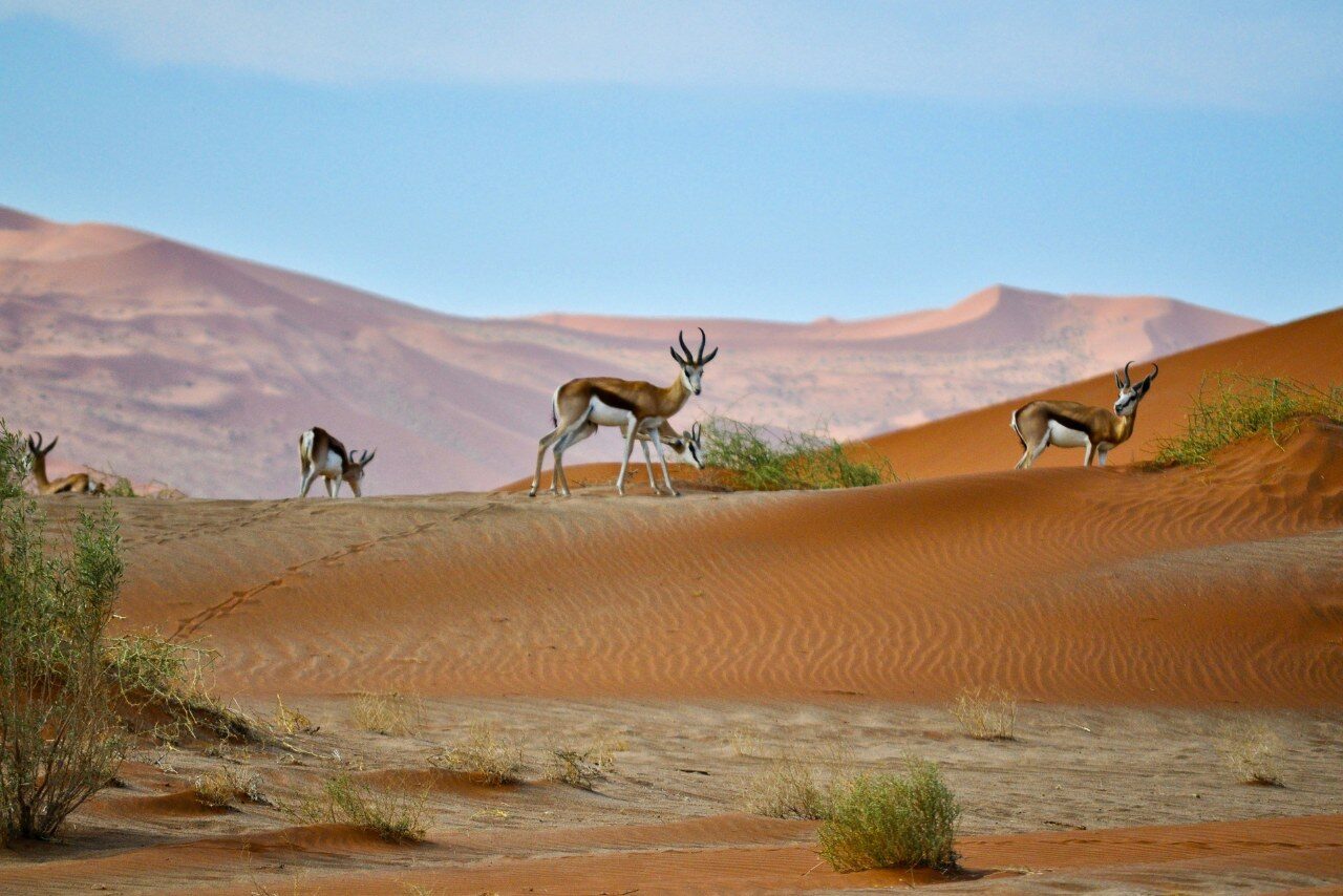 Sossusvlei-Deadvlei-Namibia-Top-Safari-Experiences