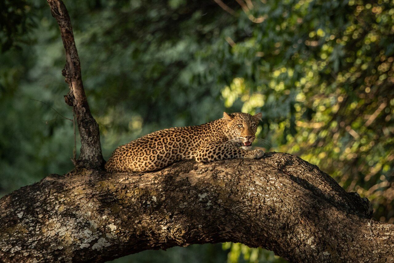 Zambia Walking Safari - Top Safari Experiences