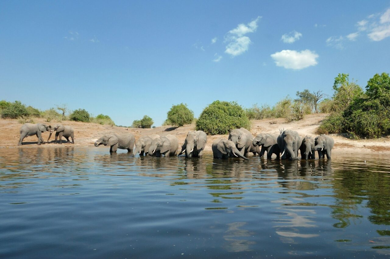 A herd of elephants wallows in water at Chobe National Park, the elephant capital of Africa, Botswana.