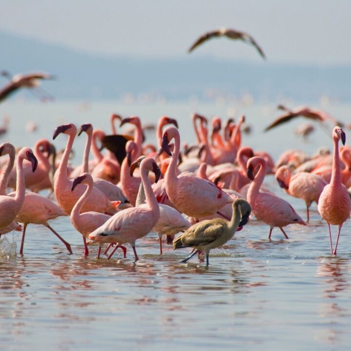 A dense flock of pink flamingos wade in the shallow waters of Lake Nakuru, with mountains in the background and a few birds mid-flight above the scene. These are amng the most popular birding safaris in Africa.