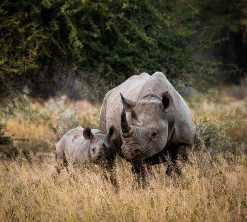 A rhino and her calf stand together in dry golden grassland in South Africa.