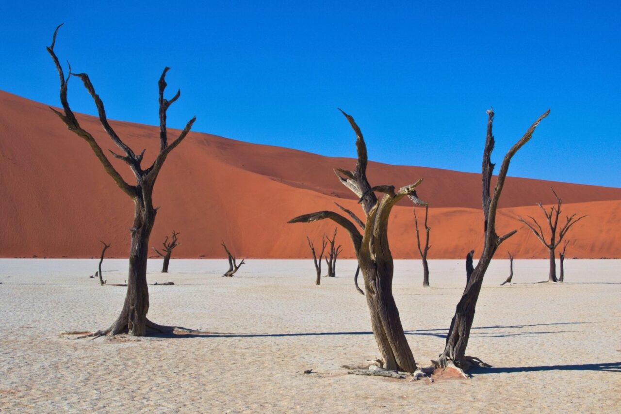 Leafless camelthorn trees standing on cracked white clay in Deadvlei, framed by towering red dunes under a vivid blue sky.