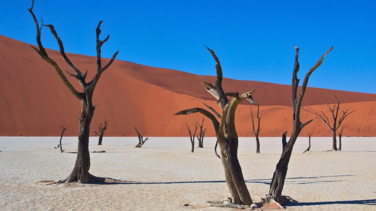 Leafless camelthorn trees standing on cracked white clay in Deadvlei, framed by towering red dunes under a vivid blue sky.
