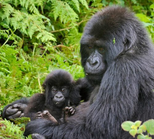 A mountain gorilla sits with her wide-eyed baby resting against her chest amid green ferns, Rwanda.