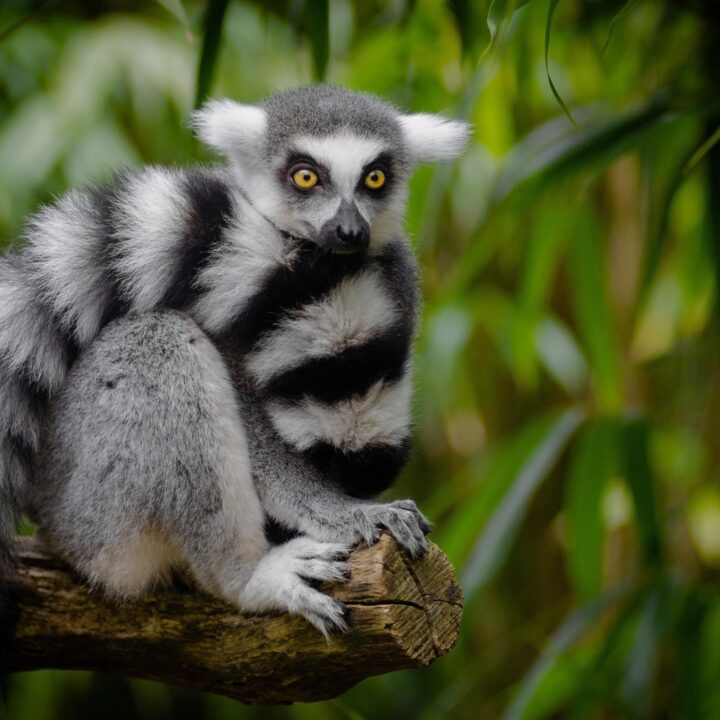 A ring-tailed lemur sits on a branch among green leaves, looking at the camera, Madagascar.