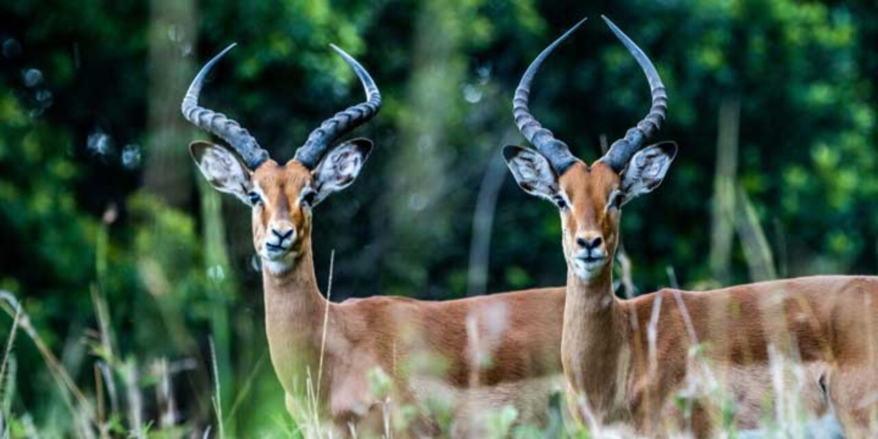 Two male impala with long curved horns stand side by side facing the camera against green foliage.
