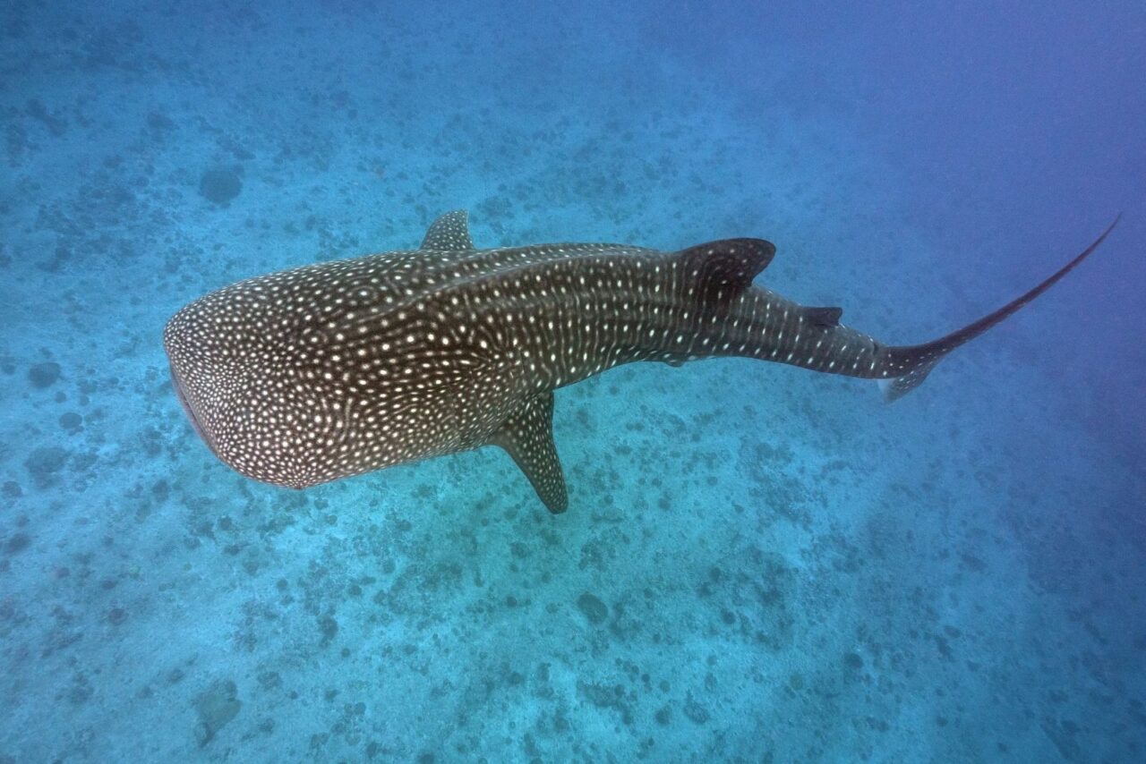 A whale shark in blue water.